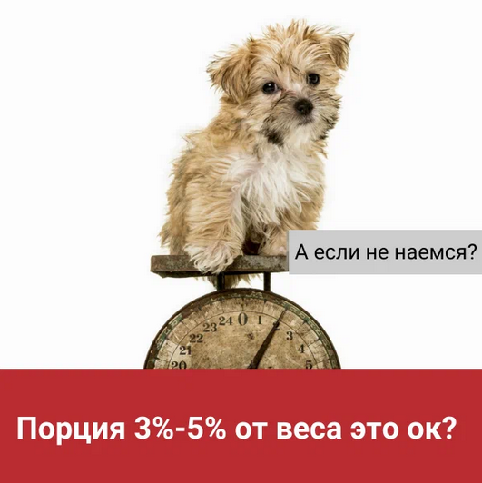 Щеночек на весах