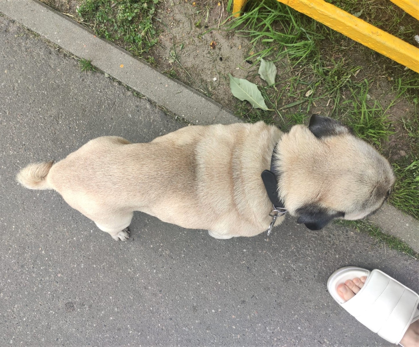 мопс с потерей веса