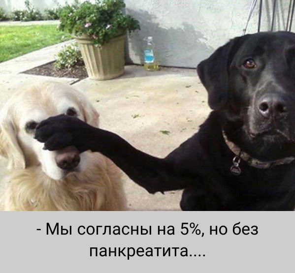 смешные собаки, одна говорит за двоих