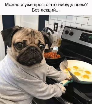 Можно я уже что-нибудь поем? Без ваших лекций. Мопс у сковородки с яичницей