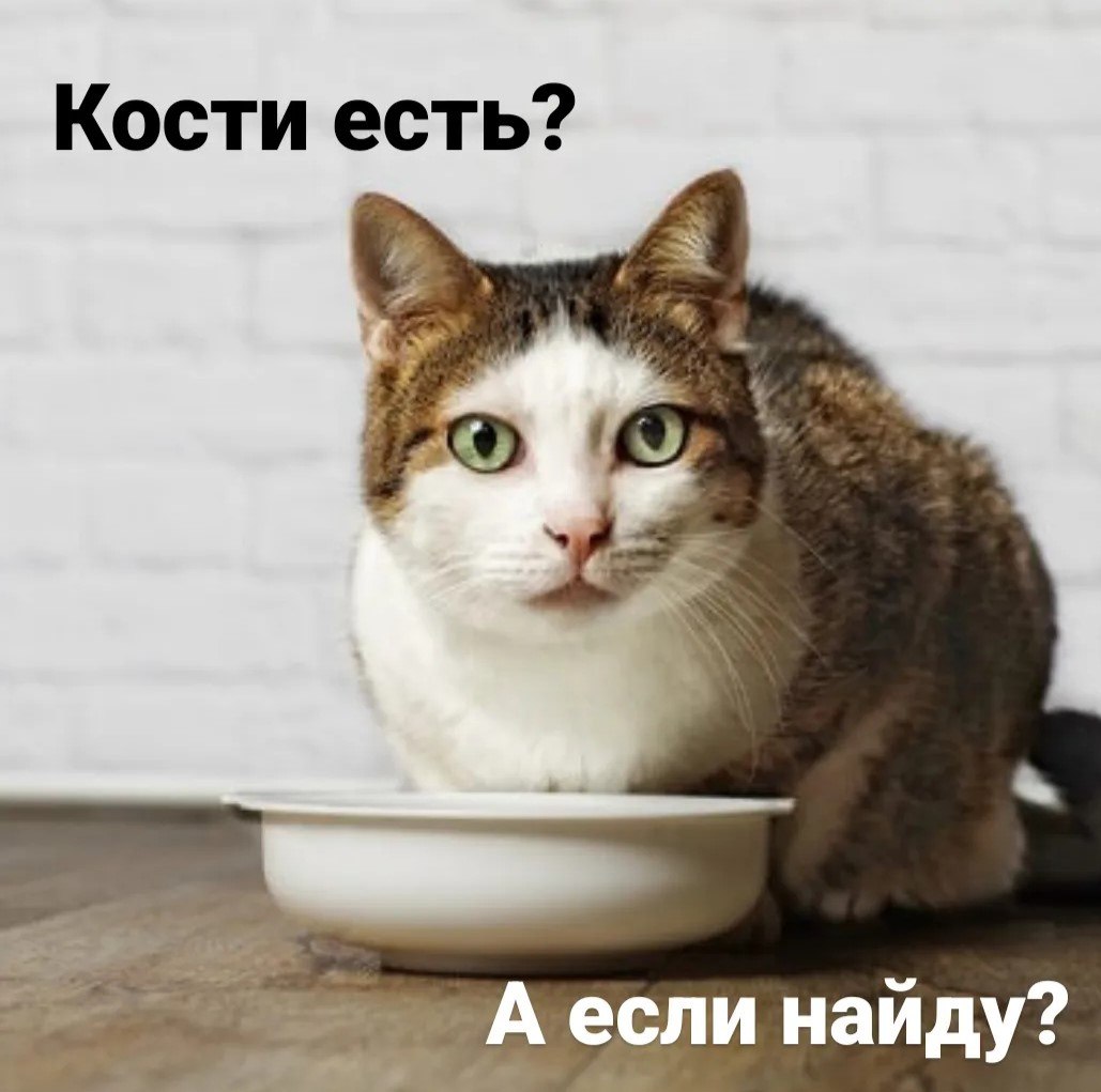 Кот с тарелкой и надписью Кости есть?