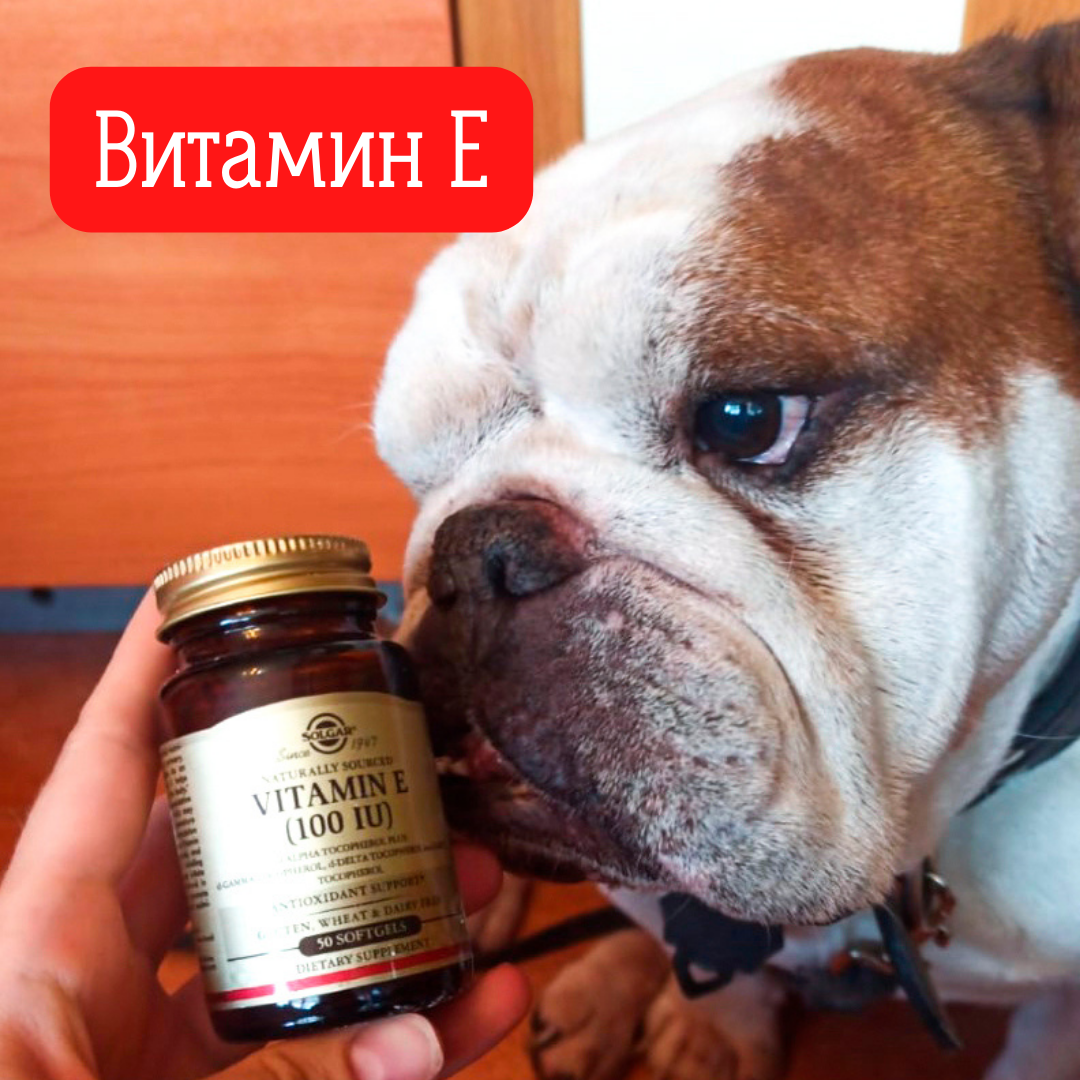 Витамин Е в рационе Английский бульдог и баночка с витамином Е